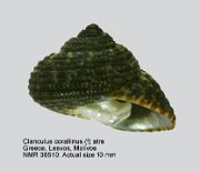 Clanculus corallinus (f) atra